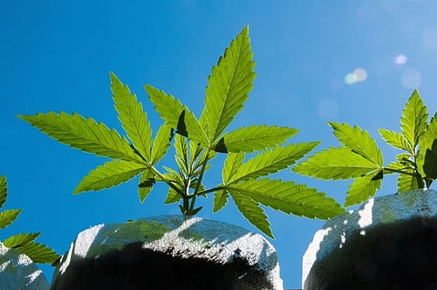 13 കിലോ കഞ്ചാവുമായി പിടിയിലായ ആള്ക്ക്
ശിക്ഷാ ഇളവ്; കഞ്ചാവ് 'ലഘുവായ ലഹരിയല്ലെന്ന്' ജഡ്ജി