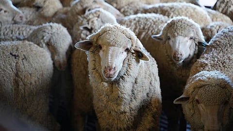 എൽഡേഴ്സിന്റെ പ്രവർത്തനങ്ങൾ വിക്ടോറിയയിലേക്ക് മാറ്റുന്നു