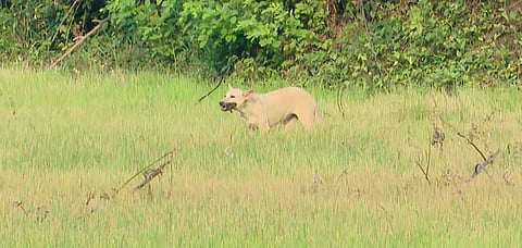 മുണ്ടത്തിക്കോട് സ്ഫോടനം: ഇന്നും ശരീരഭാഗങ്ങള് ലഭിച്ചു