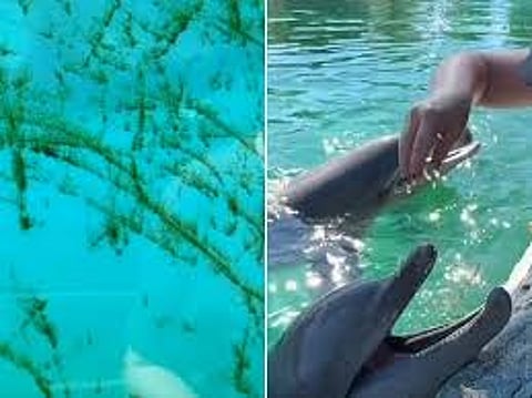 വന്യജീവി സങ്കേതത്തിലെ ആൽഗ നിറഞ്ഞ ടാങ്കുകൾ