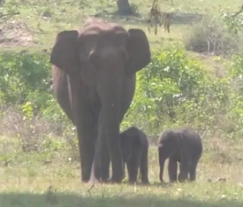 Conflict between humans and animals is one of the main threats to the long-term survival of some of the world's most iconic species. (IANS)