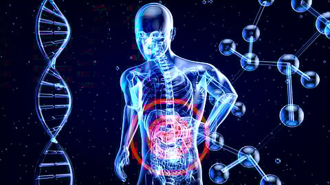 For the first time, a human liver was treated in a machine and then successfully transplanted.(Unsplash)