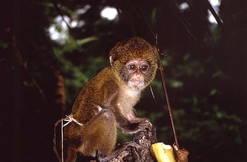 There are so many questions that pop up in our minds when we hear of “monkeypox” (representational image - CDC PHIL)