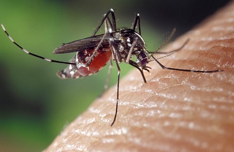 Commonwealth leaders committed to funding on fight against malaria (representational image - Pixabay)