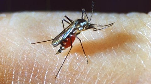 Climate change expands the geographic range of vectors like mosquitos, increasing the likelihood that diseases like malaria will spread to new, unprepared areas.