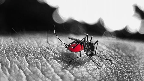 Dengue fever kills 27 in Pakistan, situation worsens (Pixabay)