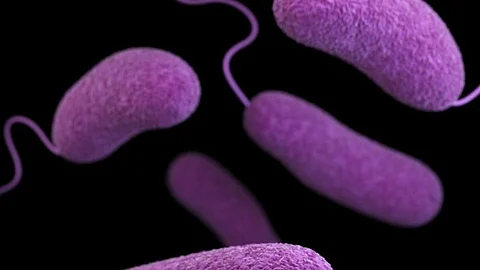 After wildfires, do microbes exhale potent greenhouse gas? (CDC PHIL)