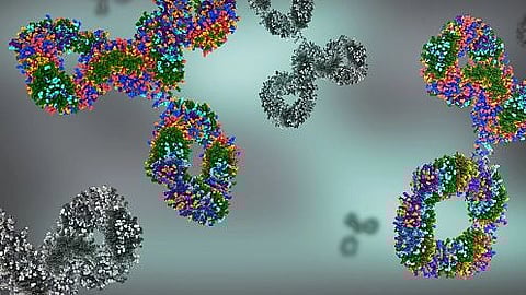 Neutralization efficacy of antibodies of Omicron declines quickly (representational image - Unsplash)