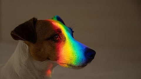 Study Finds: Link Between Dogs’ Smell and Vision (representational image - Unsplash)