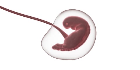 Unreasonable delay in exporting embryo to surrogate in US (representational image - Pixabay)