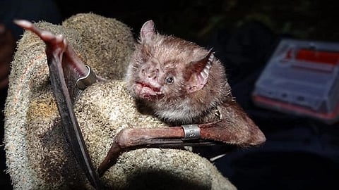 Can we stop next pandemic ? (representational image - CDC PHIL)