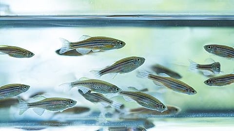 DNA 'hotspots' tell zebrafish to change sex in warmer waters (representational image - Pixabay)