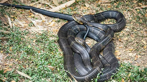 The reports of a man having a cardiac arrest were reported. When they reached, they discovered the man unconscious on the floor with the massive snake wrapped around his neck (representative image - Unsplash)