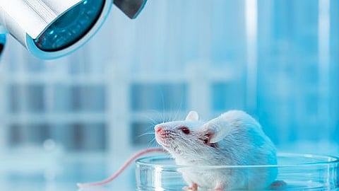 Scientists reveal: Sound Reduces Pain in Mice (representational image - Unsplash)
