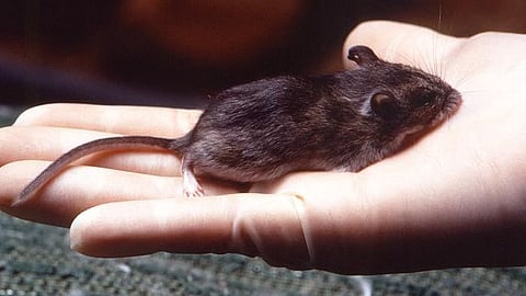 Pinpointing consciousness in animal brain using mouse ‘brain map’ (representational image - CDC PHIL)