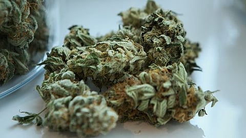 Labels on Pot Products to Warn of Mental Health Risks (representational image - Unsplash)