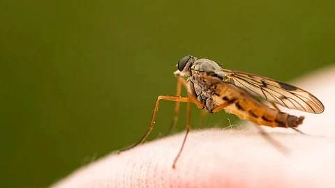 Using mathematical modelling to fight malaria (Unsplash)