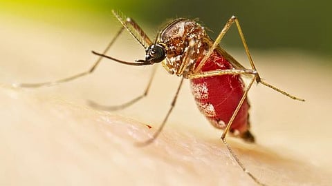 Mosquitoes have neuronal fail-safes to ensure they smell humans (CDC PHIL)