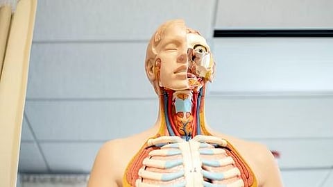 NFS grants help: Building better muscle with synthetic biology (representational image - Unsplash)