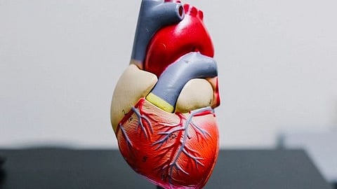 Steep rise in cardiovascular diseases by 2060 in US population (representational image - Unsplash)
