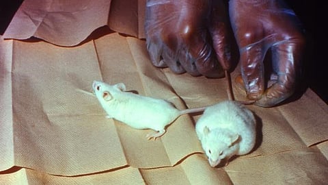 Researchers engineer first sustainable chromosome changes in mice (CDC PHIL)