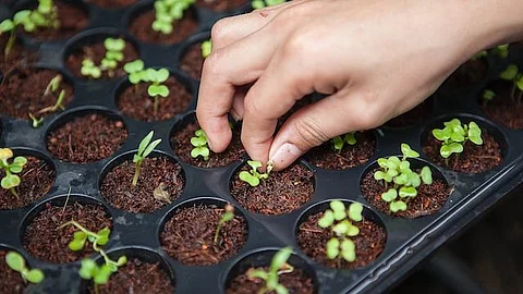 An Abode of Natural Farming and Mindful Living (Unsplash)