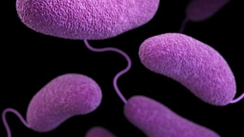 Researchers find: way to prevent waterborne infectious diseases    (CDC PHIL)