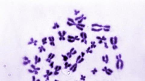 Manipulating chromosomes in cells reveals that they are fluid (representational image - CDC PHIL)
