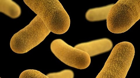 Bacteria provide immunity against giant viruses  (CDC PHIL)