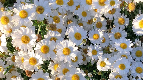 Darwin's giant daisies and evolution (Unsplash)