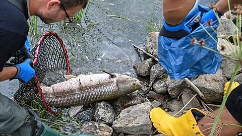 What Killed Tons of Fish in a European River? No Answer Yet (VOA)