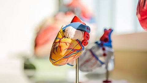 Patients with prior COVID may be twice as likely to have unhealthy endothelial cells that line the inside of the heart and blood vessels (Unsplash)