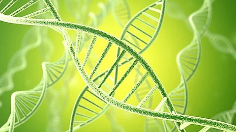 Previous research by these groups showed that two important genetic elements COOLAIR and FLC interplay to regulate plant molecular responses to warm and cold (Unsplash)