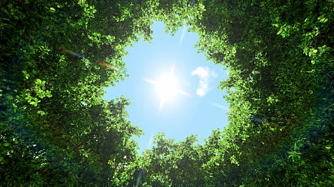Natural environment is essential for good physical and psychological wellbeing of an individual as it decreases inattentiveness and increases memory (Representational image- Unsplash)