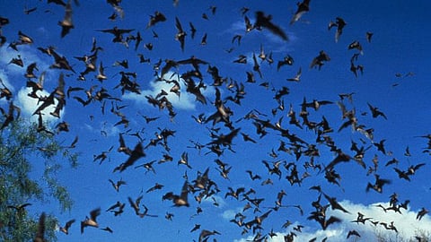 Bats famously have an ultrasonic navigation system: they use their extremely sensitive hearing to orient themselves by emitting ultrasonic sounds and using the echoes (representational image - CDC PHIL)