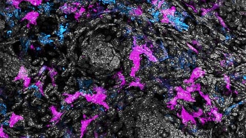 The carp virus that taught researchers about immunology (CDC PHIL)