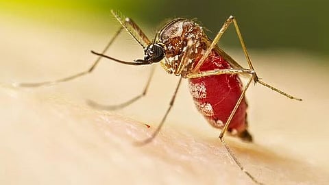 The genetic modification causes mosquitoes to produce compounds in their guts that stunt the growth of parasites, meaning they are unlikely to reach the mosquitoes’ salivary glands and be passed on in a bite before the insects die.(CDC PHIL)