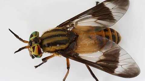 The growing shoots of coral beans—the official city tree of Los Angeles—began wilting and falling away, revealing stems, (Source: CDC PHIL)