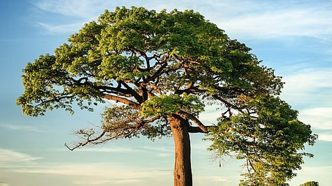 University researchers have found a naturally occurring compound, known as hydroquinine, has bacterial killing activity against several microorganisms (Unsplash)