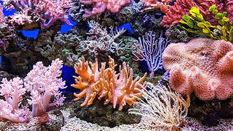Coral genome reveals cysteine surprise (Unsplash)