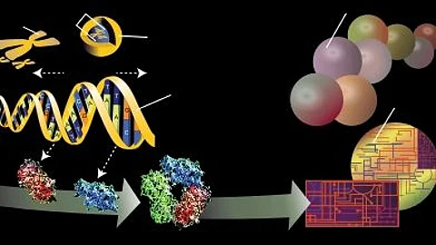 “Genome editing technologies are an excellent approach for targeting the root causes of genetic disorders,” explained Krzysztof Palczewski, PhD, Donald Bren Professor of Ophthalmology at the UCI School of Medicine and corresponding author.(Wikimedia Commons)