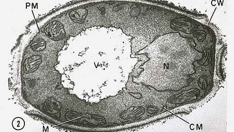 New research provides fresh insight into how an important class of molecules are created and moved in human cells (CDC)