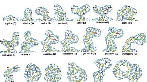 The species of bird is the only one known to naturally produce an enzyme able to generate a noncanonical amino acid; that is, one not among the 20 necessary to encode most proteins. (Wikimedia Common)