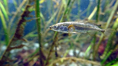 Threespine stickleback fish evolved resistance to tapeworms—but resistance has costs of its own (Unsplash)