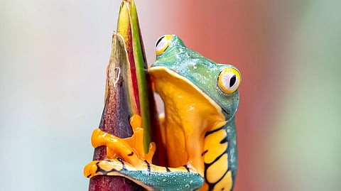 Dozens of species of frogs, salamanders and other amphibians quietly disappeared from parts of Latin America in the 1980s and 2000s, with little notice from humans, outside of a small group of ecologists.(Unsplash)