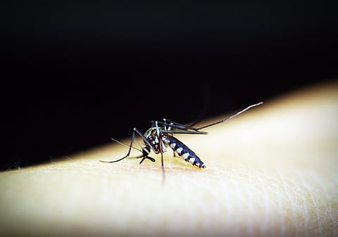 The WHO endorsed the vaccine years ago, saying it was a breakthrough in the fight against malaria. (Image: Unsplash)