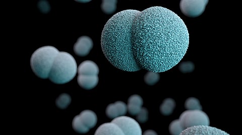 A research team led by a University of Massachusetts Amherst scientist has made a significant genetic discovery that sheds light on the use of the drug caspofungin to treat a deadly fungal infection, Aspergillus fumigatus, which kills some 100,000 severely immunocompromised people each year (Unsplash)