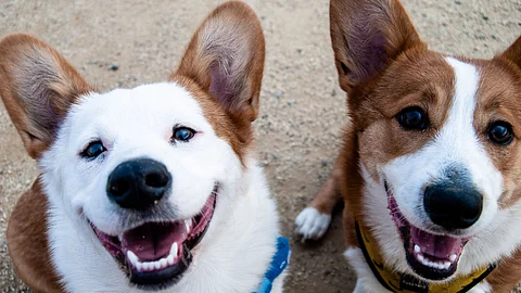Researchers led by Rahel Marti at the University of Basel in Switzerland report that viewing, feeling, and touching real dogs leads to increasingly higher levels of activity in the prefrontal cortex of the brain (Unsplash)