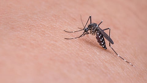 In the study, researchers found that Skin odor is one of the main factors that attract mosquitoes to humans.
