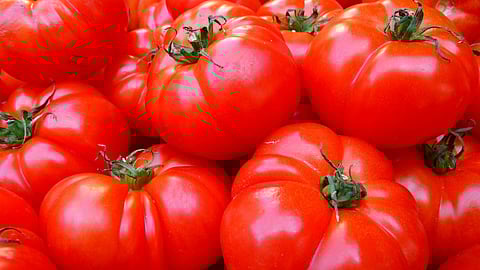 Researchers found that two weeks of eating a diet heavy in tomatoes increased the diversity of gut microbes and altered gut bacteria toward a more favorable profile in young pigs.(Image : Pixabay)